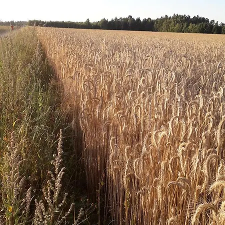 Dom Pod Sosnami By Interhome *