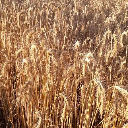 Dom Pod Sosnami By Interhome Dom wakacyjny Mielno (Ostroda)